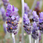 Lavendar